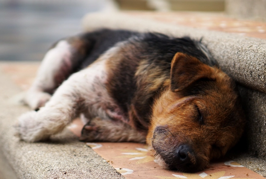 狗死前呼吸 狗死前呼吸