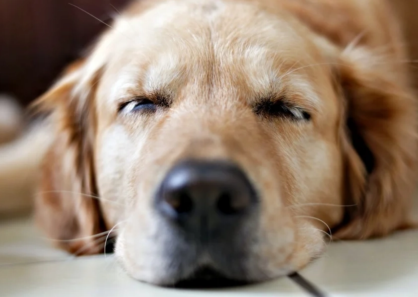 狗死前呼吸 狗死前呼吸