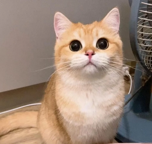 台灣貓咪領養 台灣貓咪領養