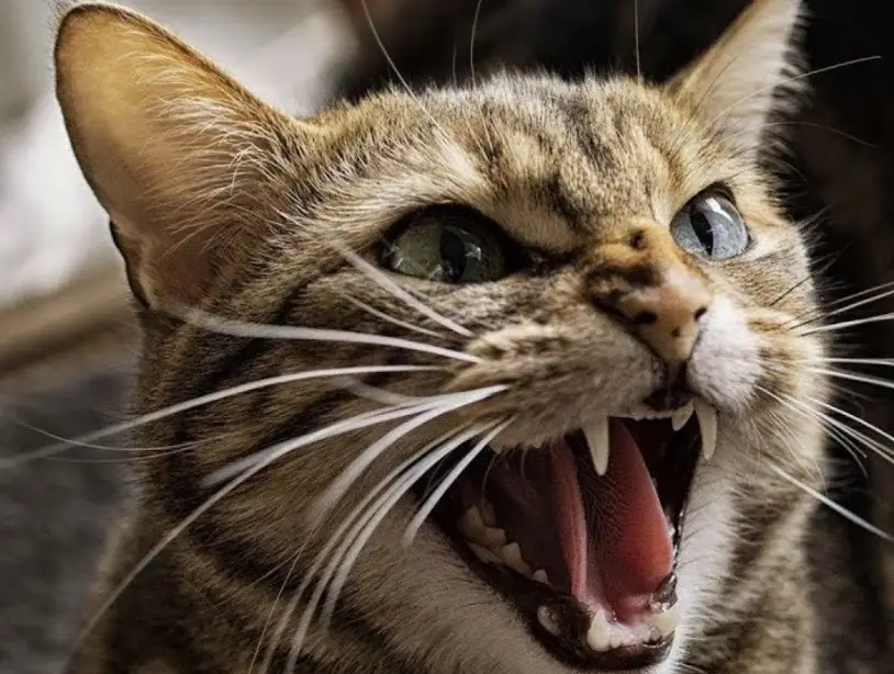 貓叫聲翻譯 貓叫聲翻譯