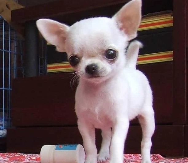 吉娃娃飼養注意事項