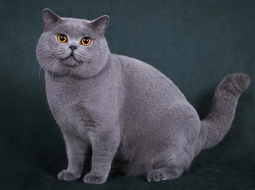 英短藍貓購買 英短藍貓購買