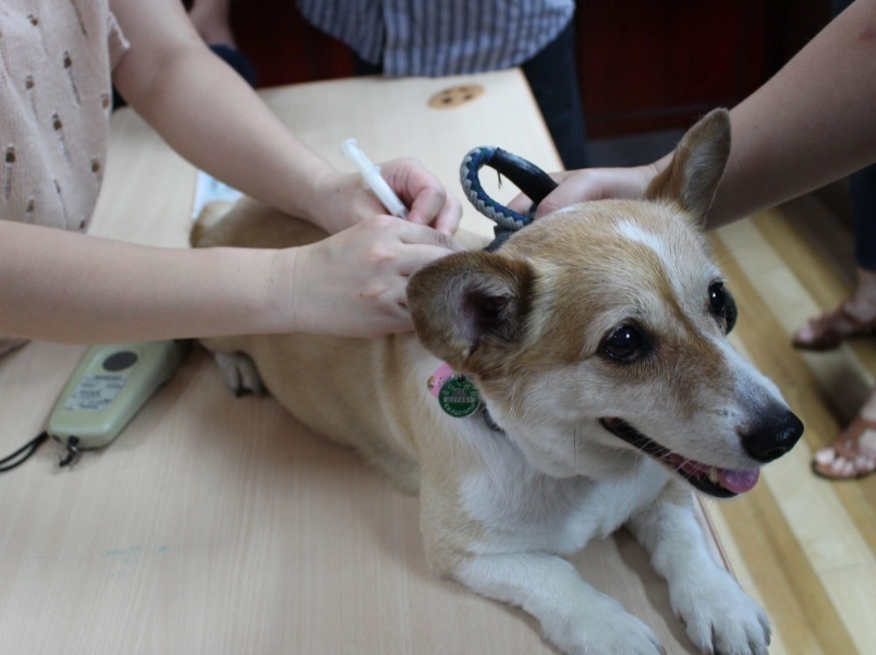 寵物晶片副作用 寵物晶片副作用