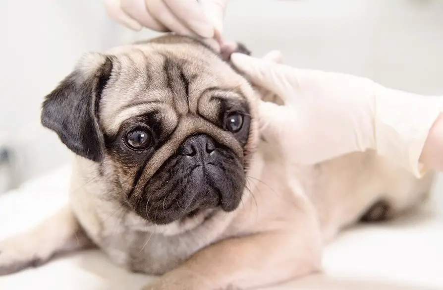 狗狗打晶片費用 狗狗打晶片費用