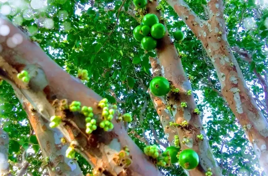 樹葡萄促進開花