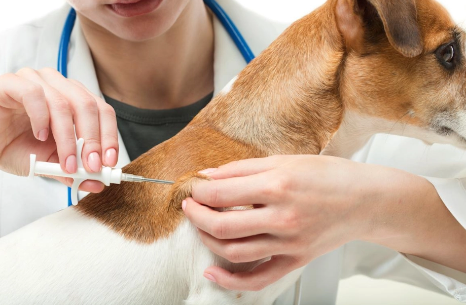 狗狗打晶片費用 狗狗打晶片費用