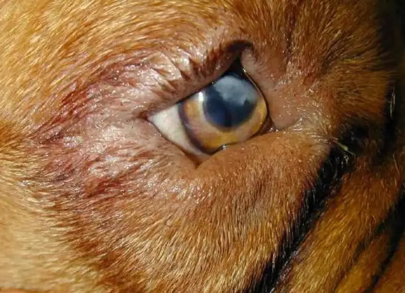 狗狗眼藥水推薦 狗狗眼藥水推薦