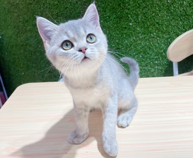 免費領養貓咪 免費領養貓咪