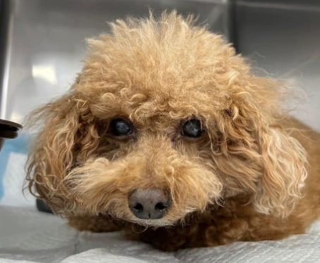 狗狗肺積水症狀 狗狗肺積水症狀