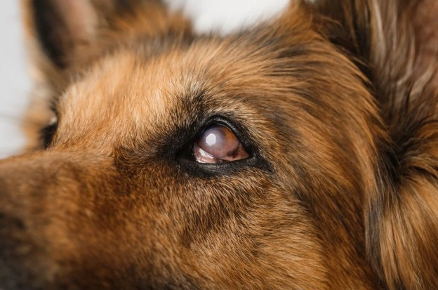 結膜炎治療 結膜炎治療