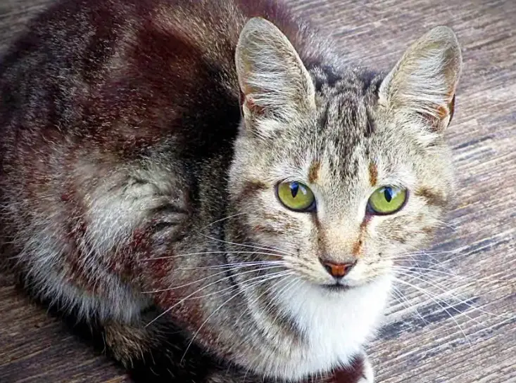 貓叫聲翻譯 貓叫聲翻譯