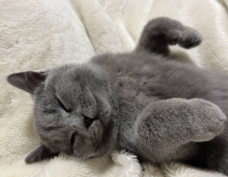 英國短毛貓 英國短毛貓