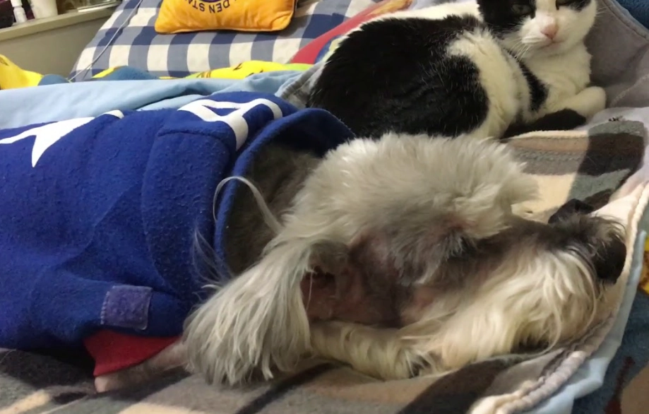 狗狗肺積水症狀 狗狗肺積水症狀