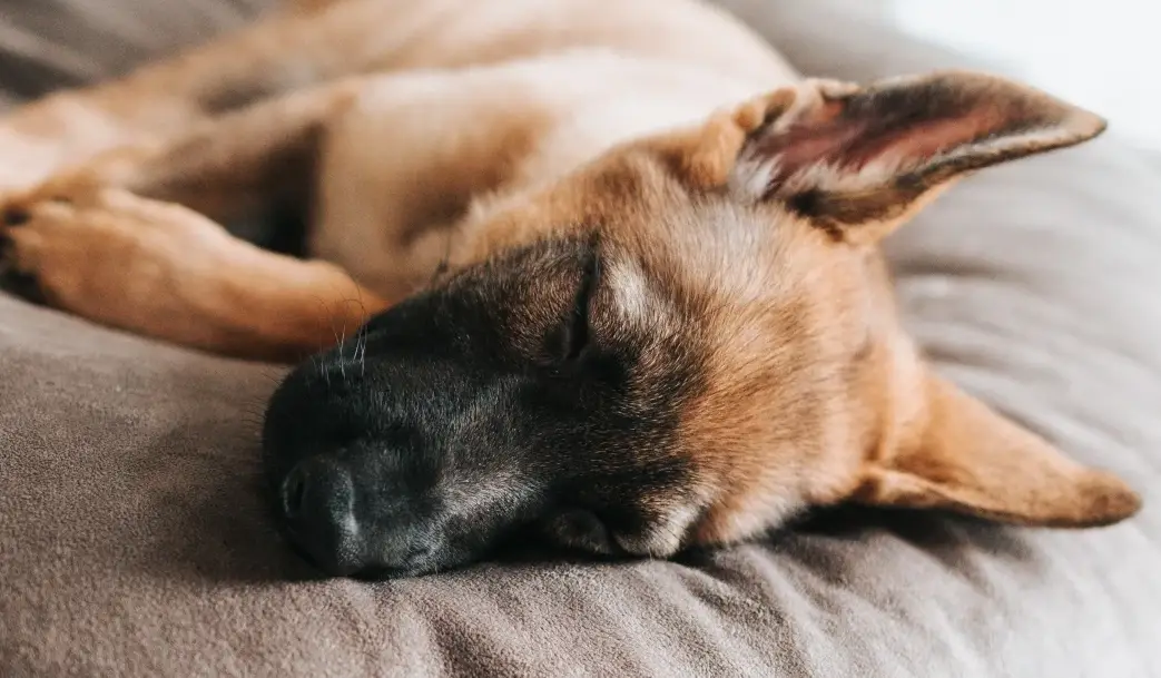 狗死前呼吸 狗死前呼吸