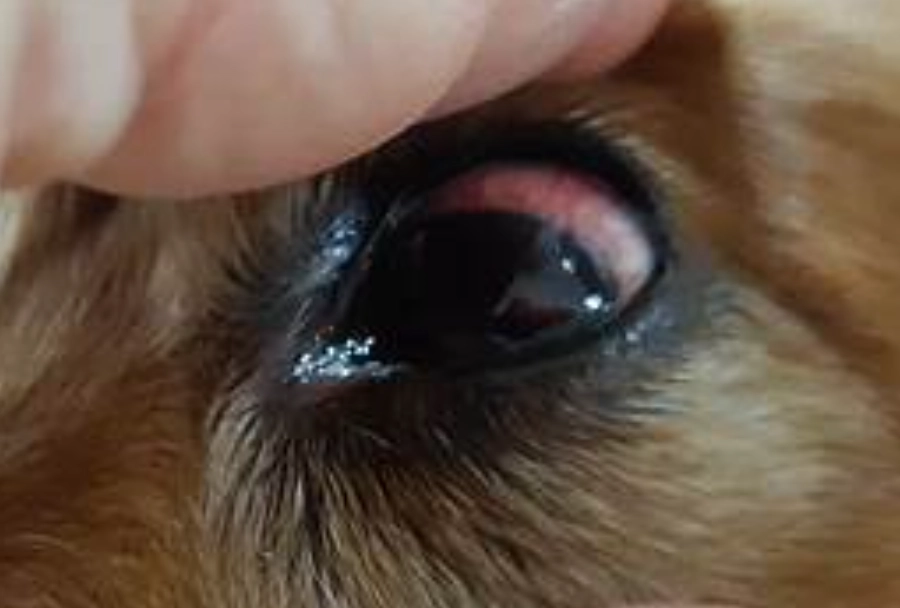 結膜炎治療 結膜炎治療