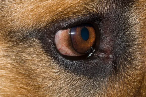 狗眼睛紅腫 狗眼睛紅腫