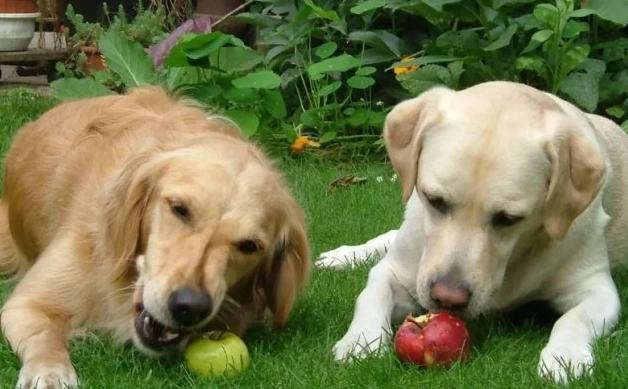 馬鈴薯對狗有害