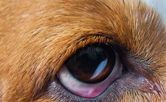 狗狗眼皮紅腫怎麼辦？獸醫教你判斷原因、處理步驟與預防方法