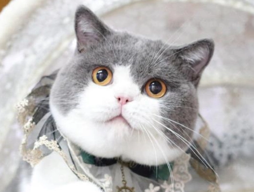 免費領養貓咪 免費領養貓咪