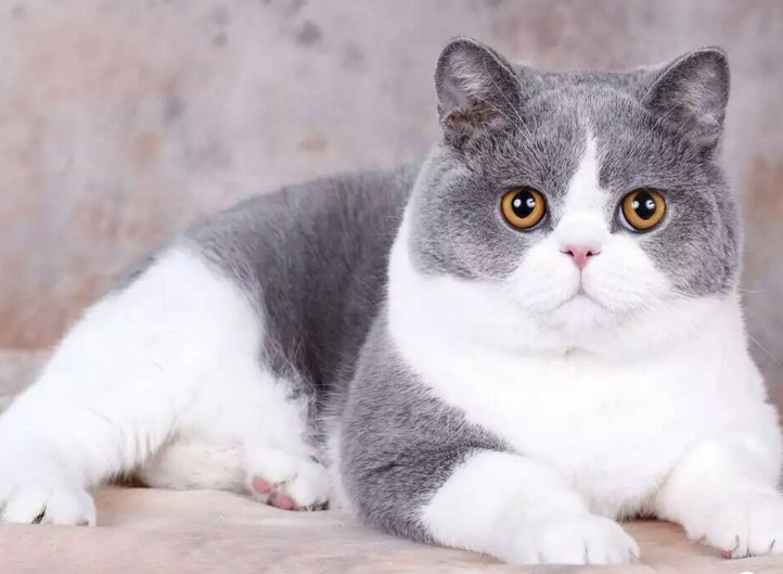 英短藍貓購買 英短藍貓購買