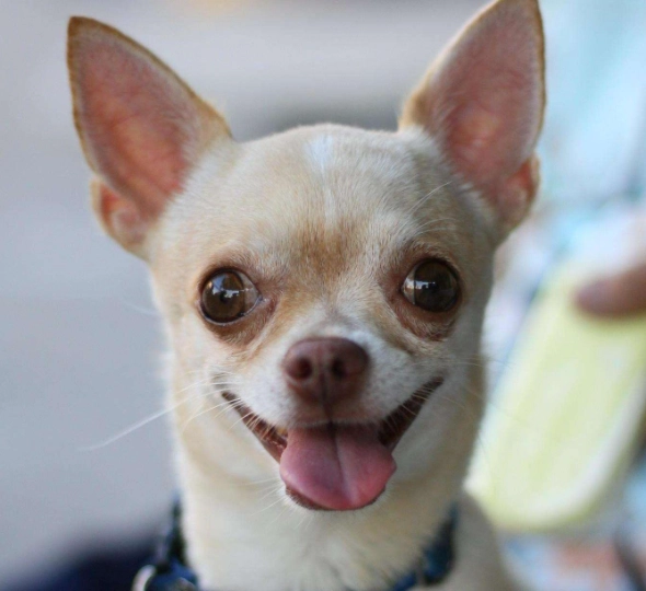 吉娃娃行為問題