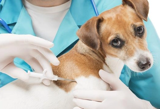 寵物晶片副作用 寵物晶片副作用