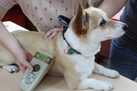 寵物晶片副作用 寵物晶片副作用