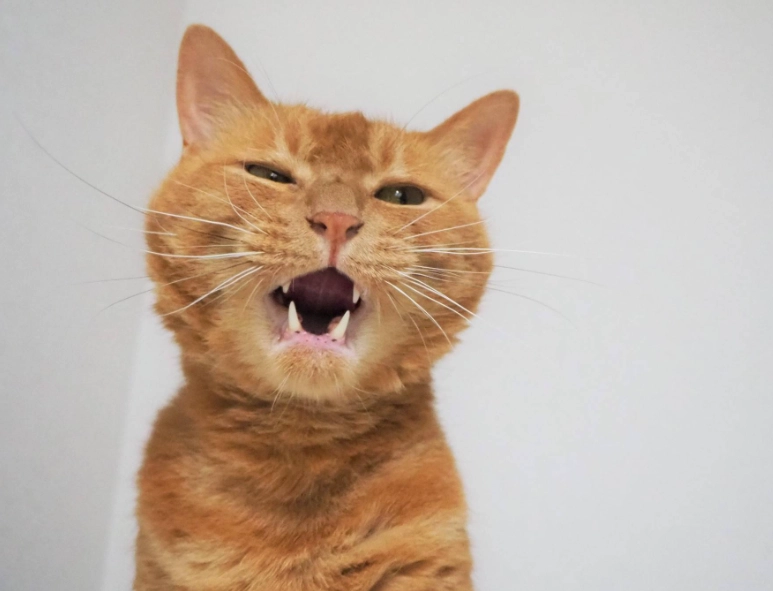 貓咪叫聲意思 貓咪叫聲意思