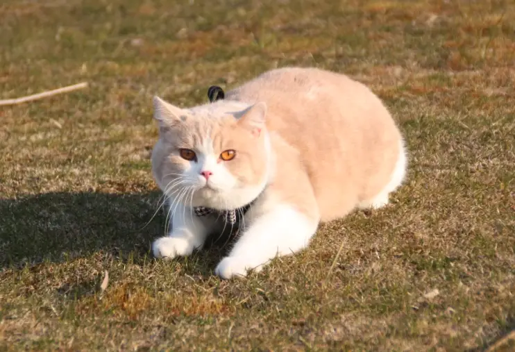 台灣貓咪領養 台灣貓咪領養