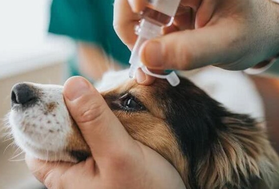 狗角膜潰瘍