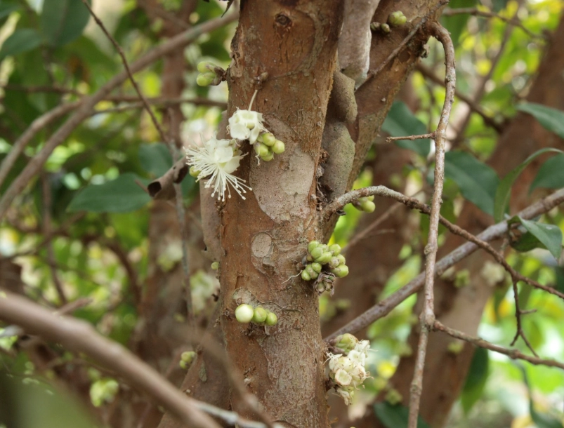 樹葡萄開花徵兆