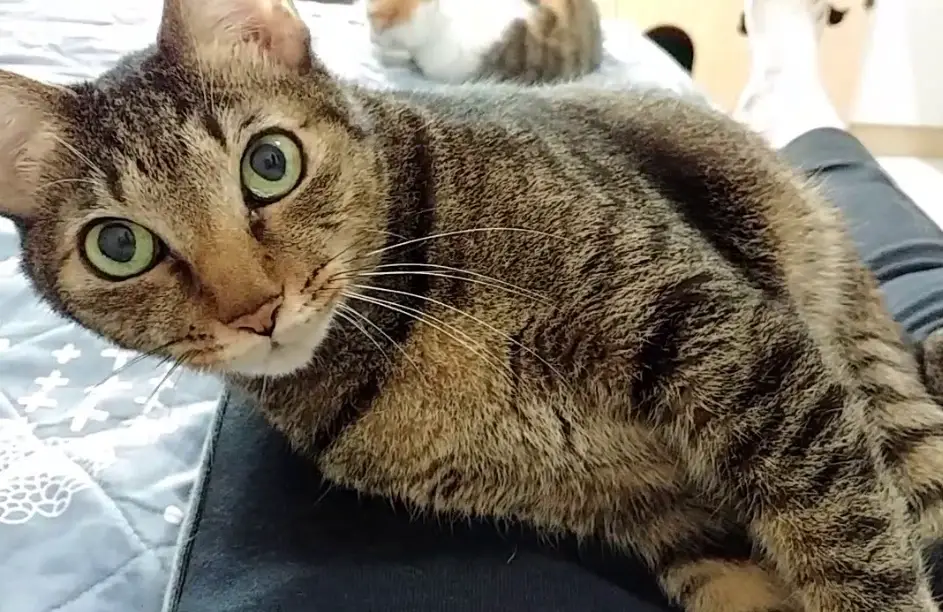 貓咪叫聲意思 貓咪叫聲意思