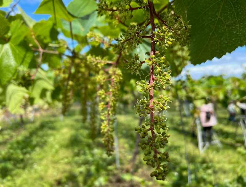 樹葡萄開花徵兆