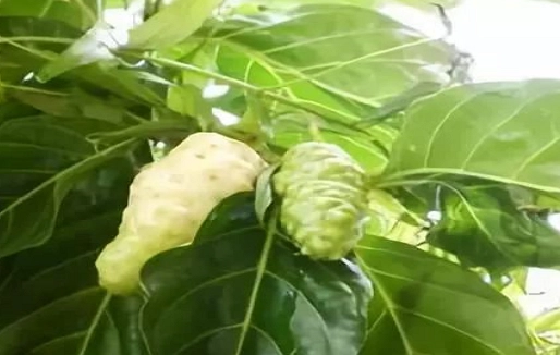 諾麗果酵素怎麼喝