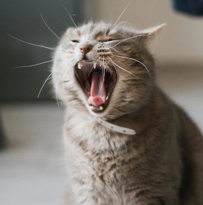 貓咪叫聲意思 貓咪叫聲意思