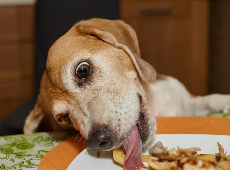 馬鈴薯對狗有害
