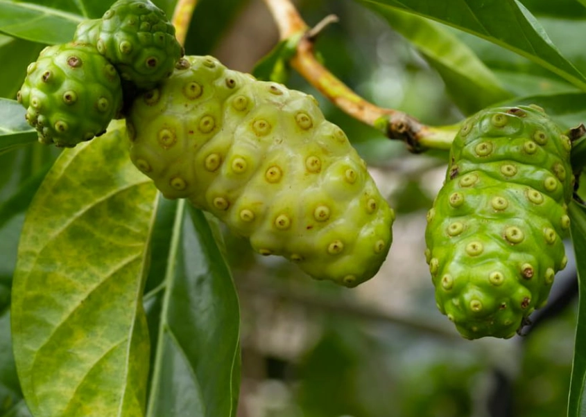 諾麗果酵素推薦