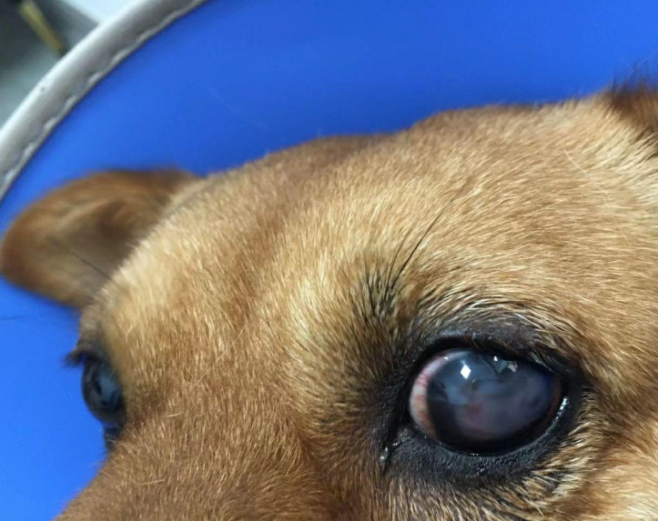 狗角膜潰瘍