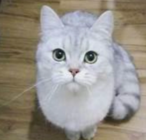 英國短毛貓領養 英國短毛貓領養