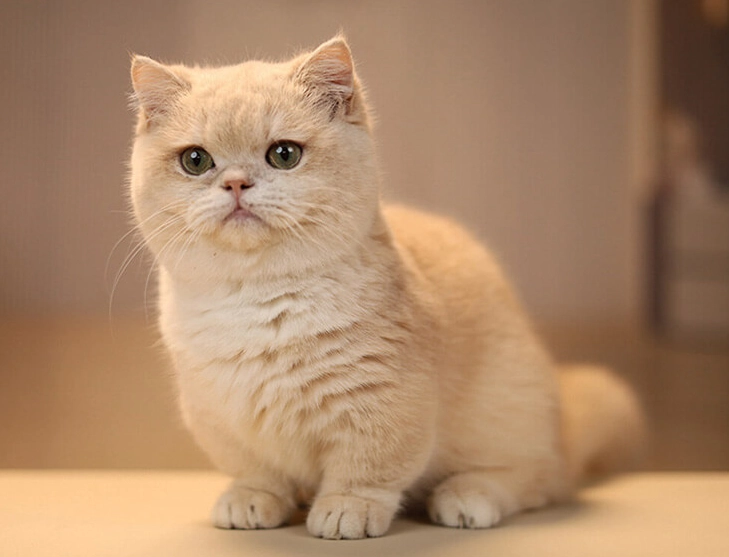 英國短毛貓 英國短毛貓