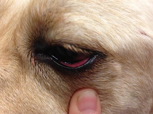 狗狗眼皮紅腫處理 狗狗眼皮紅腫處理