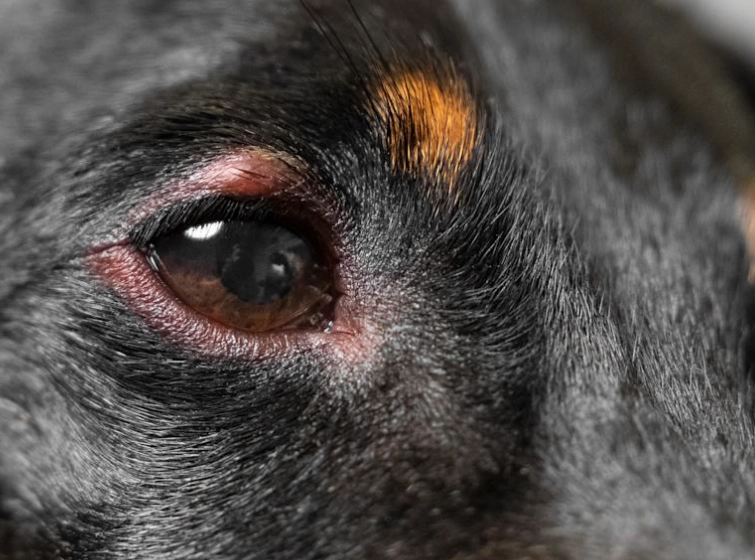 狗眼睛紅腫 狗眼睛紅腫