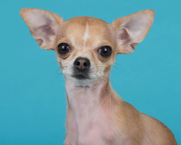 吉娃娃行為問題