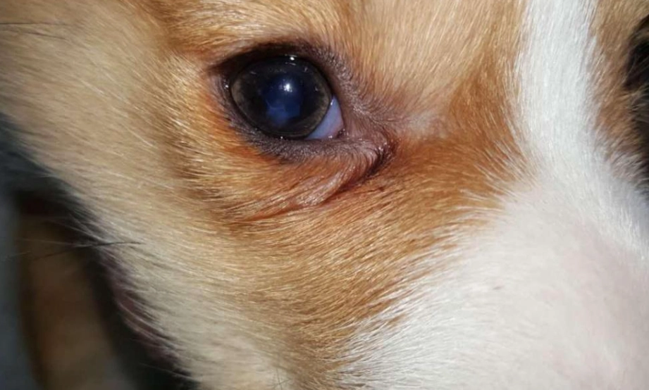 狗狗眼皮紅腫處理 狗狗眼皮紅腫處理