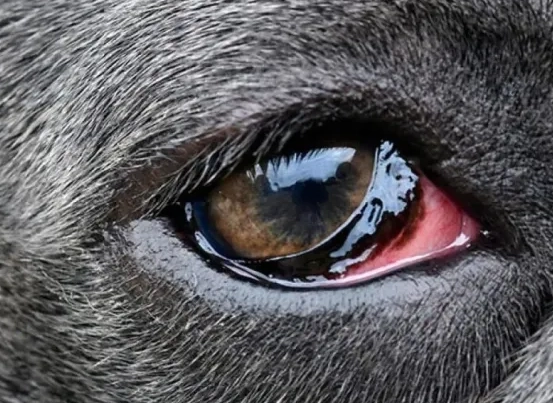 結膜炎治療 結膜炎治療