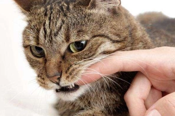 貓咪咬人很大力