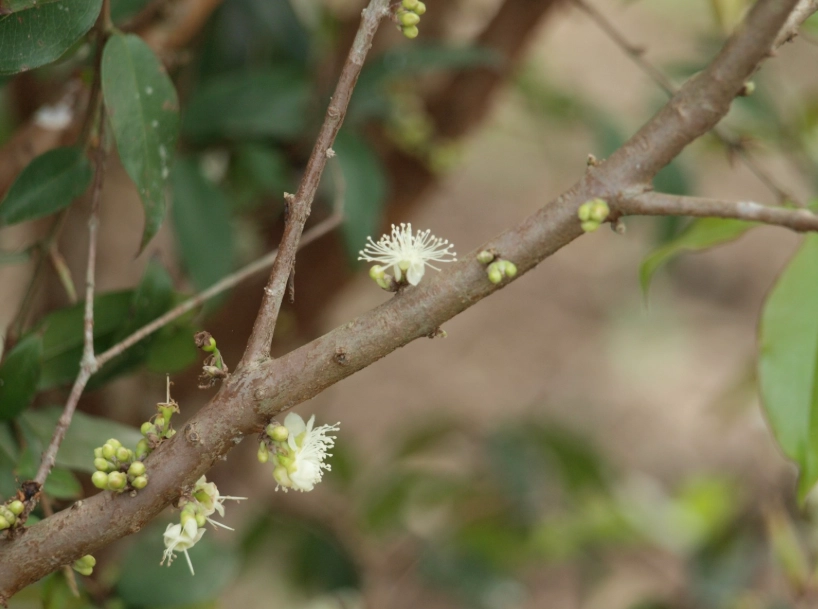 樹葡萄促進開花
