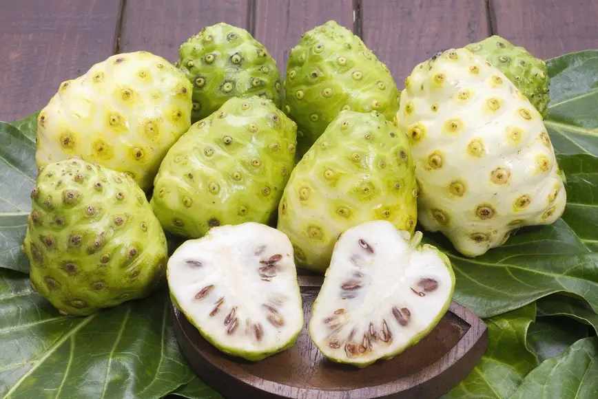 諾麗果酵素怎麼喝