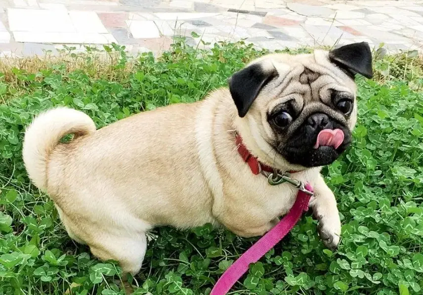 巴哥犬訓練 巴哥犬訓練