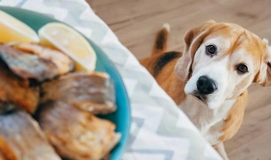 狗狗不能吃的食物